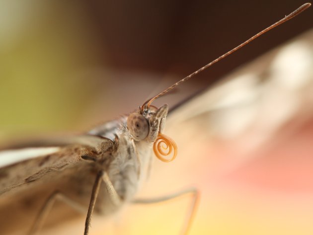 Vlinder met roltong en antenne
