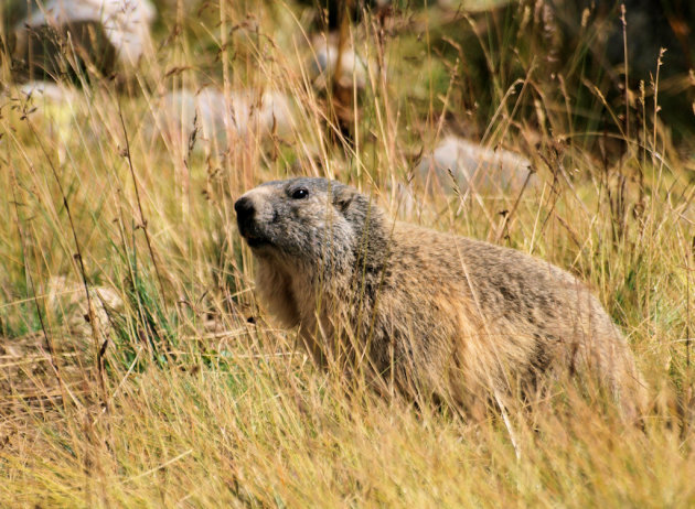 Marmot op Col de la Cayolle