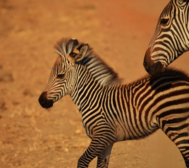 Beschermende zebramoeder