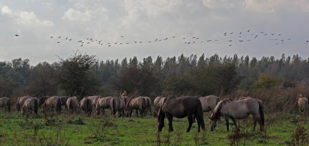 Konikpaarden en ganzen in de Oostvaardersplassen