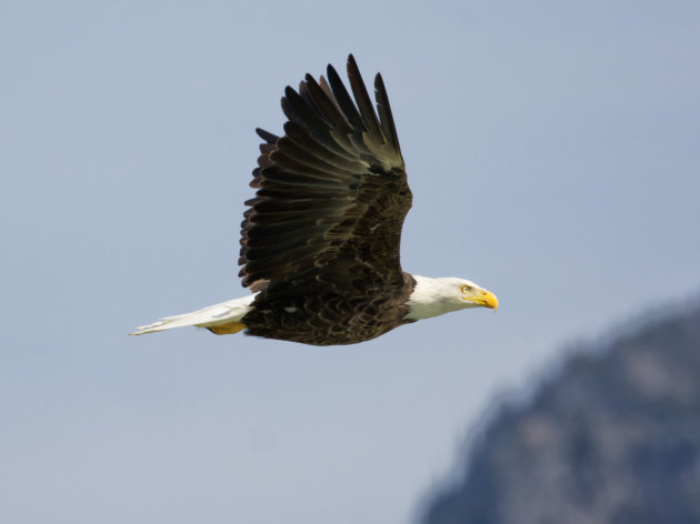 Bald Eagle at Suswap Lake 