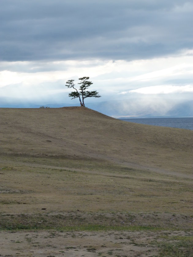 Een eenzame boom aan het Baikalmeer