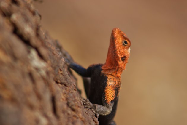 Red Headed Rock Agama