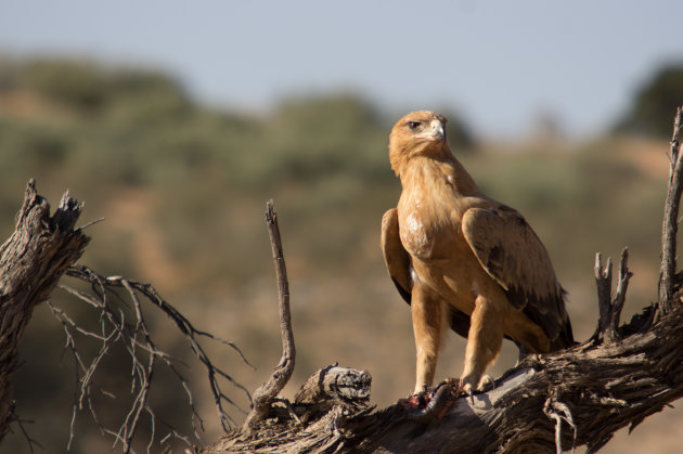 Savanne arend (Tawny Eagle) in Kgalegadi