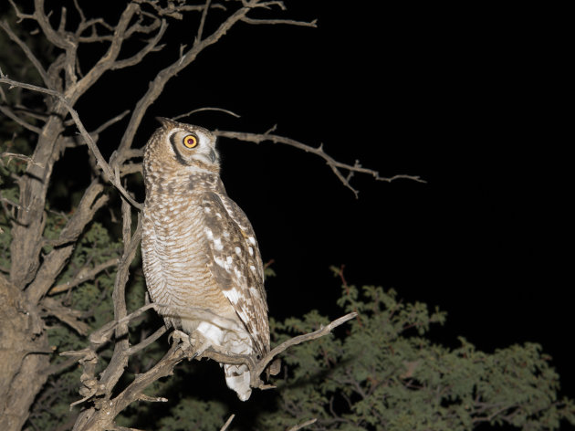 Afrikaanse Oehoe, (Spotted Eagle-Owl) In Kgalagadi