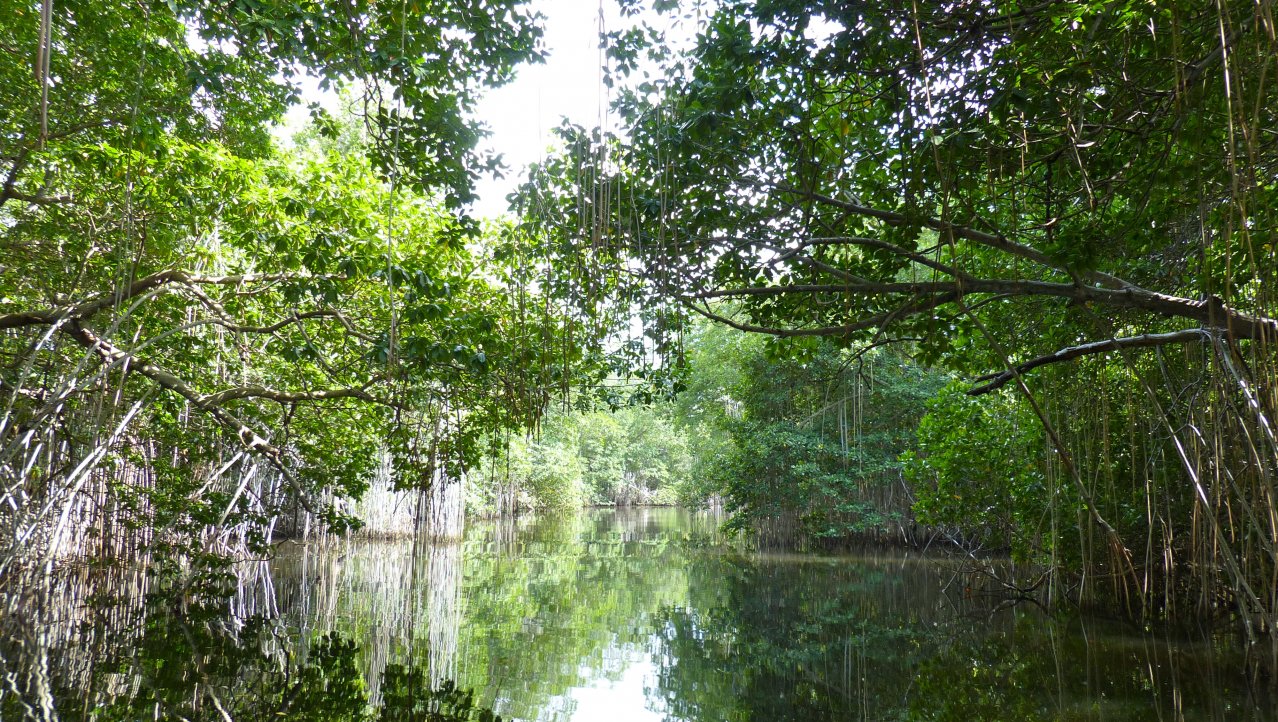 Mangrove's Black River
