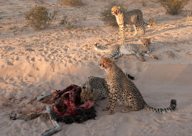 Cheetah's buiken uit van een heerlijk maaltje struisvogel
