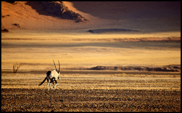 Eenzame oryx