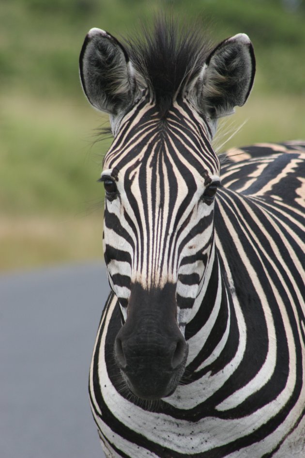 Zebra portret
