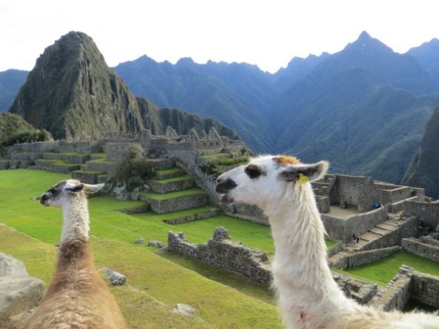 Lama's op de Machu Picchu