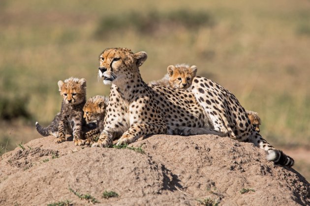 zware opgave moeder cheetah.