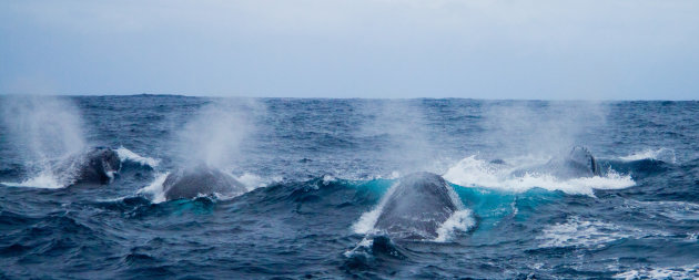 Omsingeld door walvissen