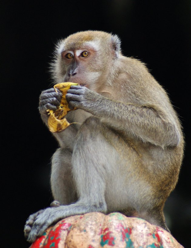 Smikkelende makaken