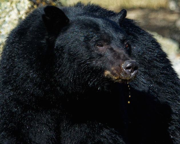 Zwarte beer met een snotneus :)