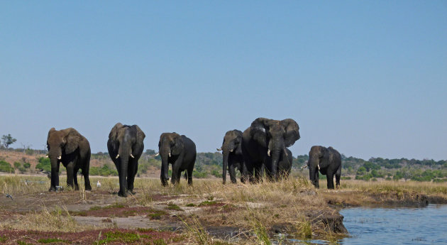 Elephant march