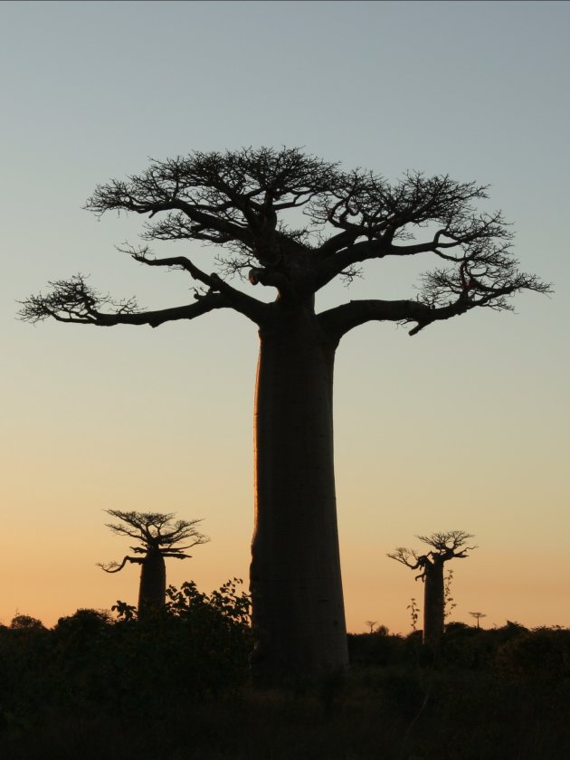 Morondava  Baobab bos