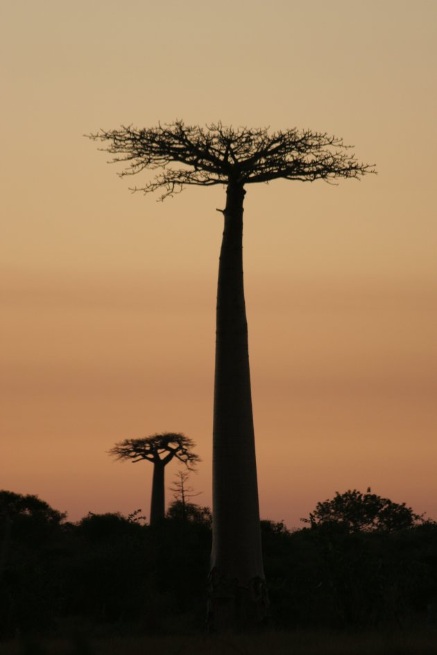 Baobab duo