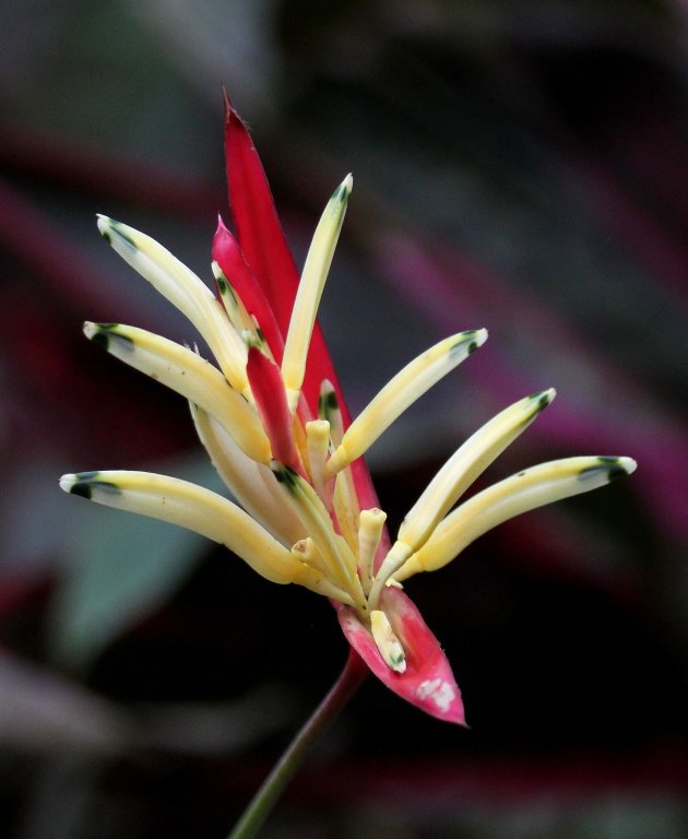 Kleur in het regenwoud met de Heliconia psittacorum