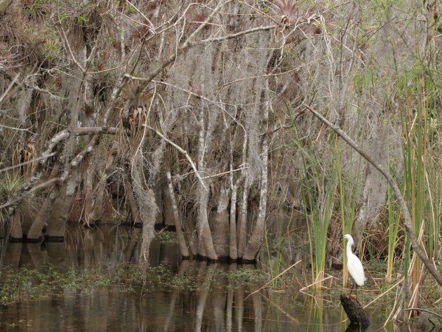Watervogel in de Everglades houdt de wacht