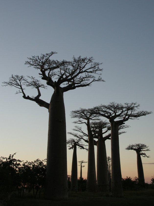 Baobabs met diepte
