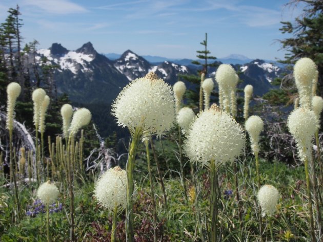 Wilde bloemen in Mount Rainier National Park