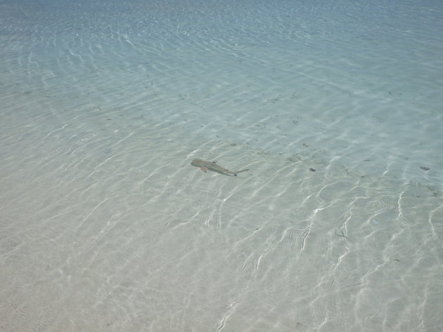 Baby reefshark in kraakhelder water bij Nalaguraidho (Sun Island)