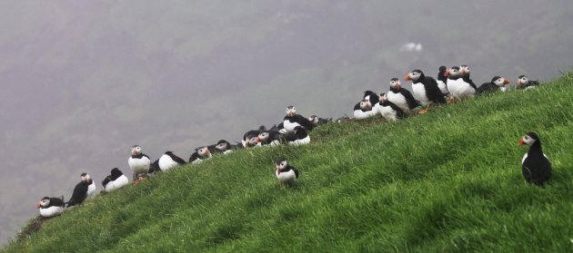 Puffin Meeting