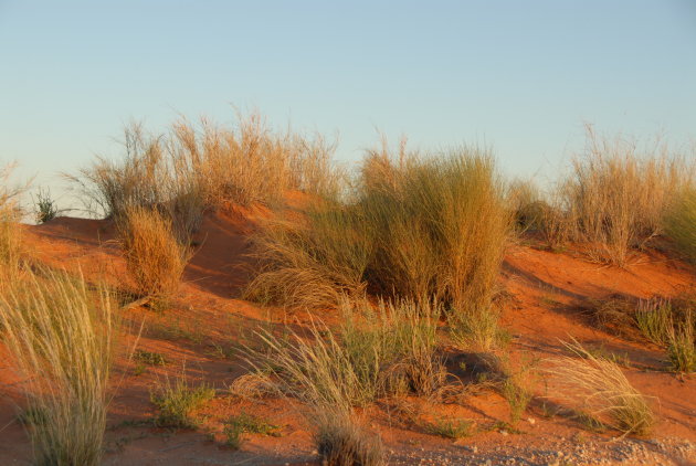 Kalahari duinen