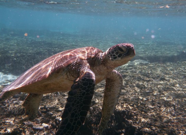 Nieuwsgierige zeeschildpad