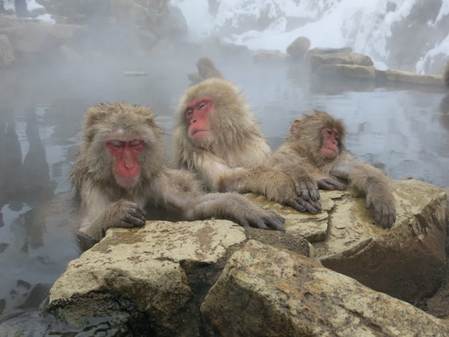 Snow monkeys in het warme bad