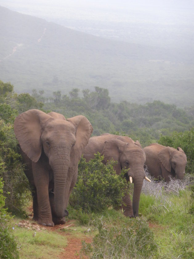 Olifanten in Addo Elephant National Park
