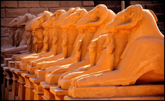 criosfinxen in Luxor