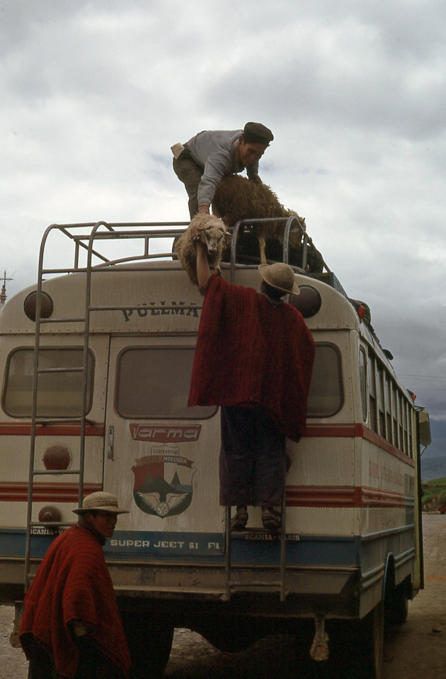 Hoe vervoer je schapen?