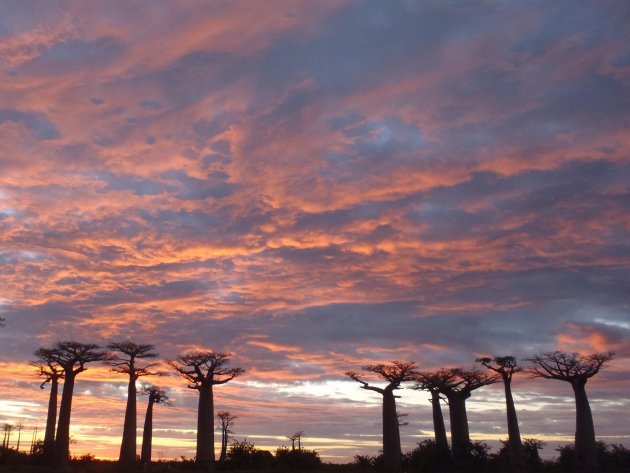 Baobabs en avondrood 
