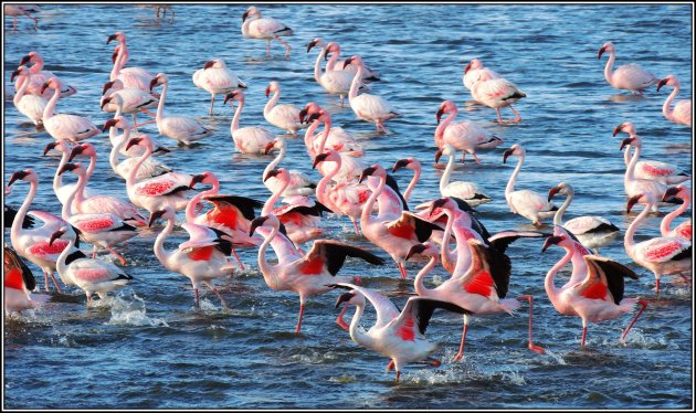 Flamingo's in Walvisbaai. 