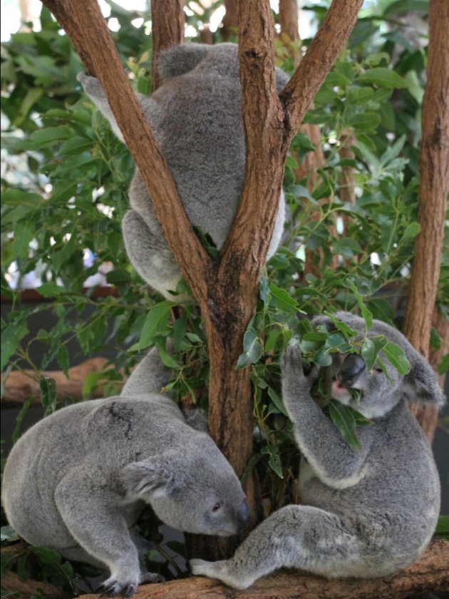 Horen, Zien en Zwijgen (Koala's )