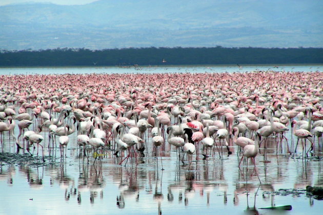 flamingo s 