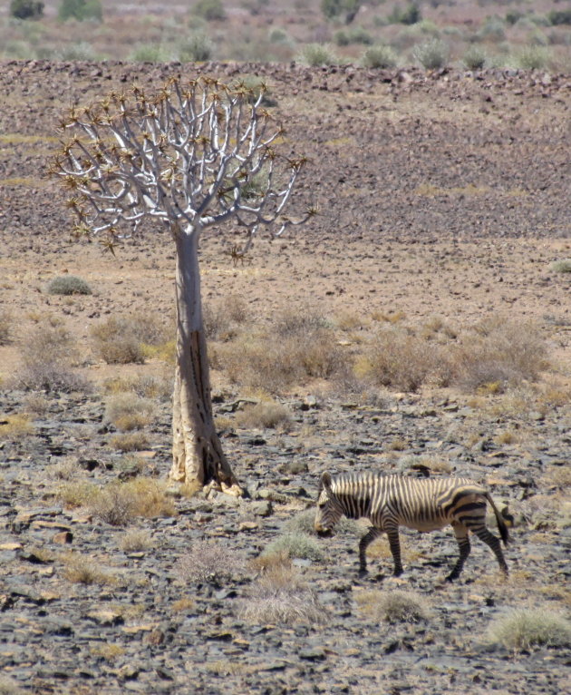 zebra en kokerboom