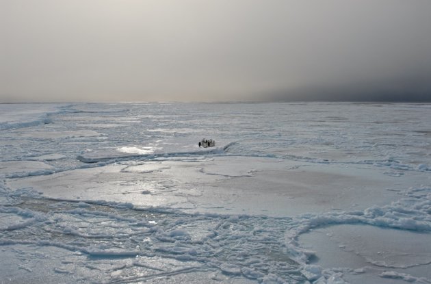 Keizer pinguins op het ijs in de Ross zee