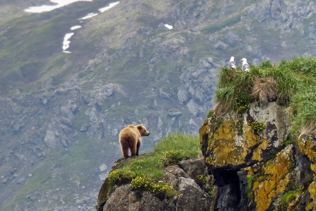 Grizzly beer hoog in de bergen