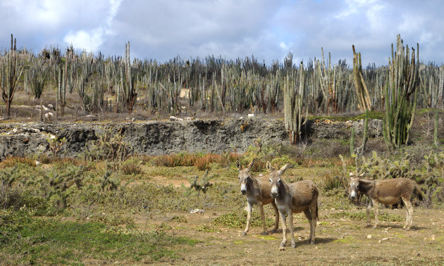 De wilde ezels van Bonaire, hoe gaat het daarmee?