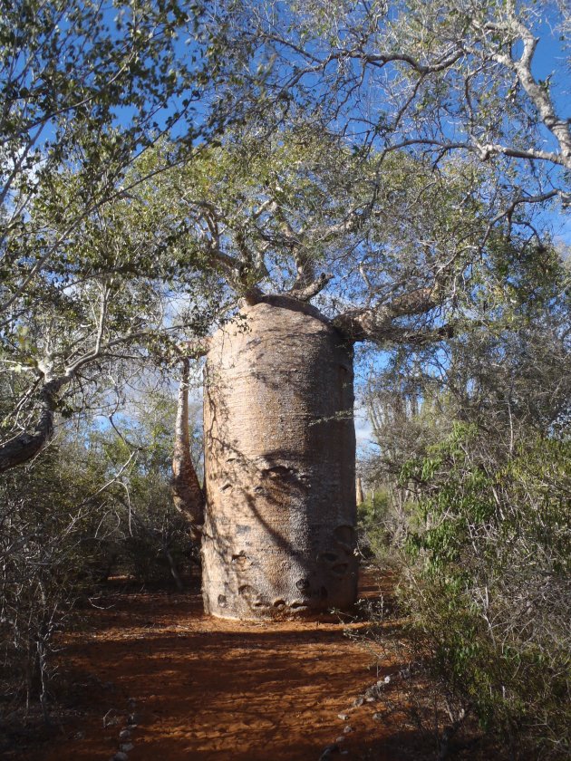 Theepot Baobab