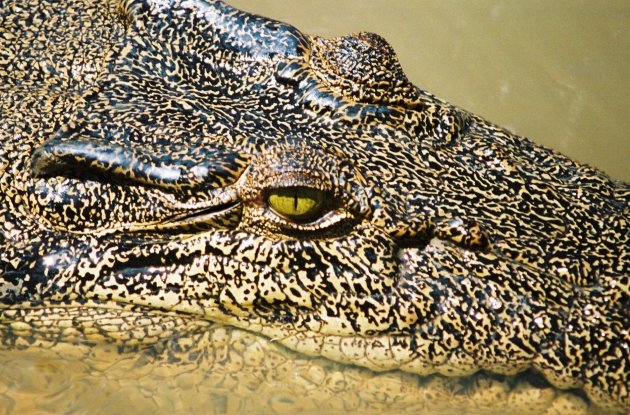 Croc closeup