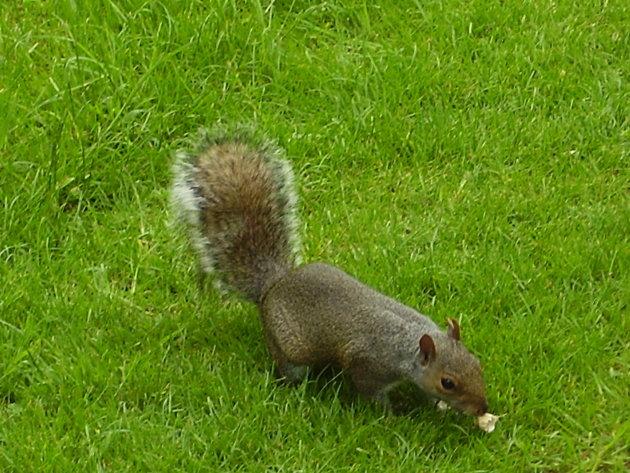 Eekhoorn in Regent's Park
