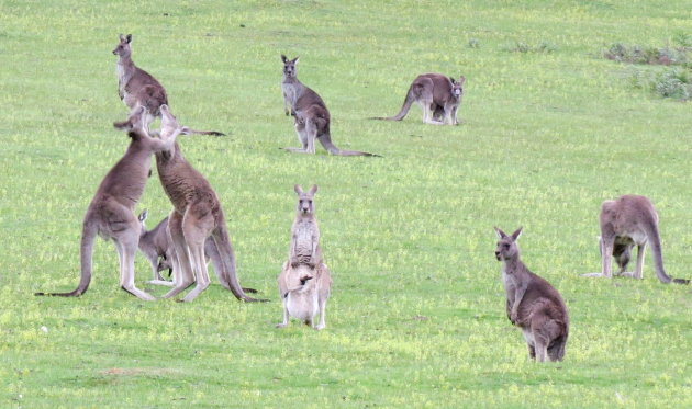  Mob of Kangaroos.