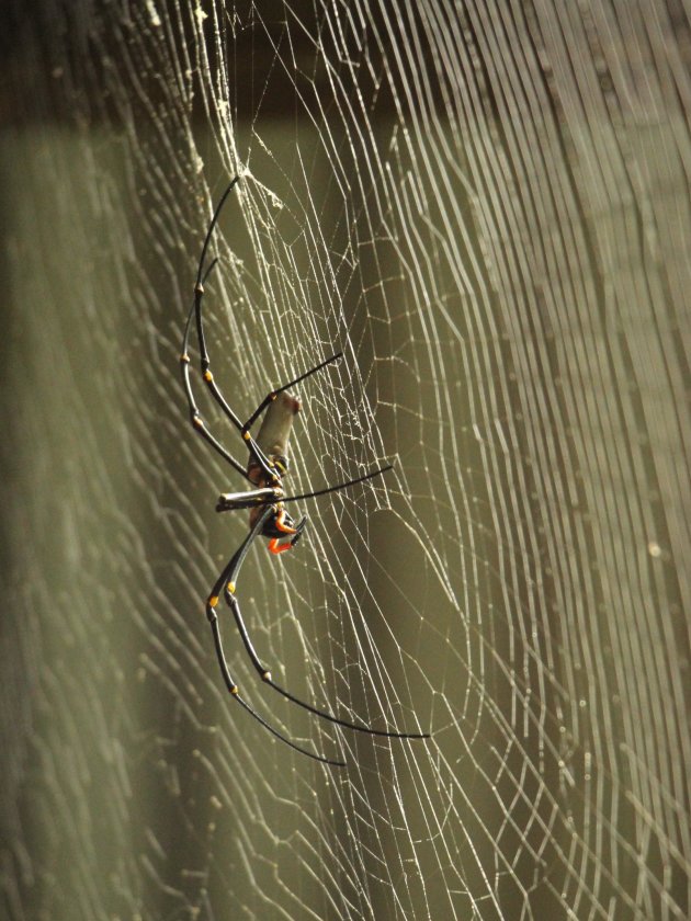 Spinnetje in noord Australië 