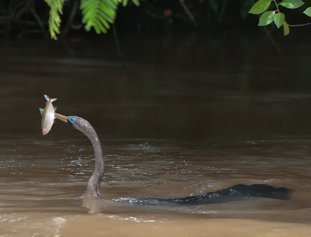 Slangehalsvogel prikt een visje 