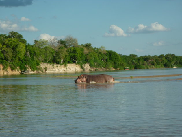 Nijlpaard in Rufiji river