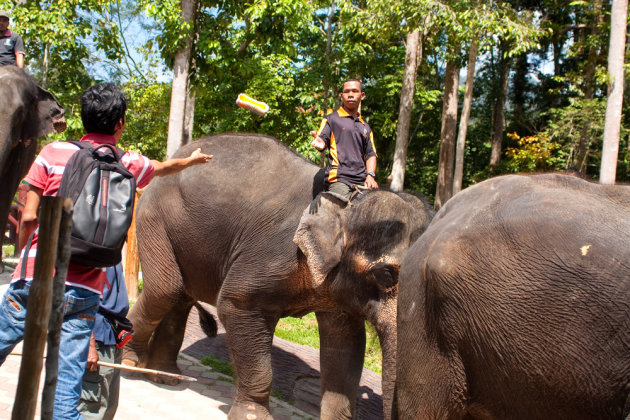 Kuala Gandah Elephant Sanctuary olifantenwasstraat