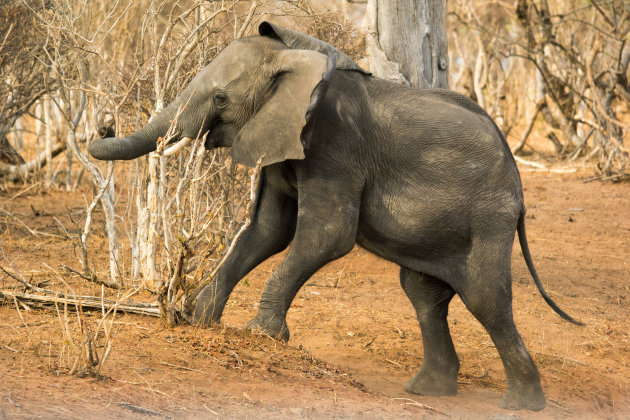 Jonge olifant